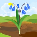 Blooming Siberian squill or Scilla siberica plant with blue flowers and green leaves growing from ground on background of spri